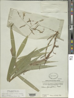 Pharus parvifolius subsp. elongatus image