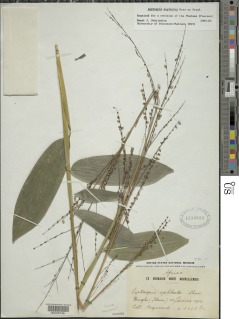 Leptaspis zeylanica image