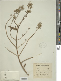 Image of Aeollanthus suaveolens