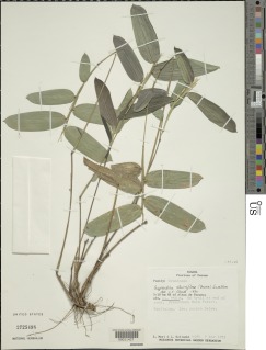 Image of Cryptochloa strictiflora