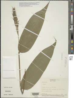Olyra latifolia image