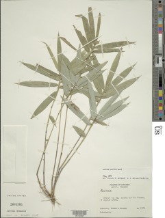 Image of Pariana gracilis