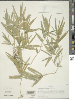 Image of Dendrocalamus strictus