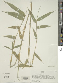 Bambusa longispiculata image