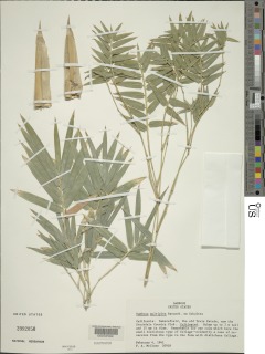 Bambusa multiplex image