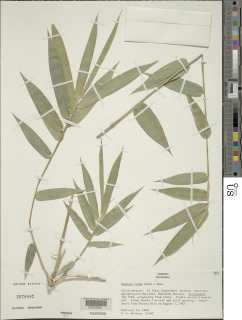 Image of Bambusa tulda