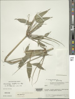 Merostachys latifolia image