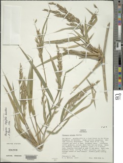 Chusquea longifolia image