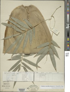 Bambusa remotiflora image