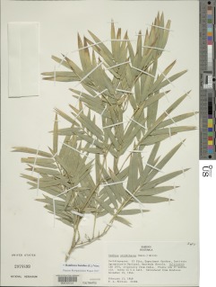 Image of Bambusa bambos