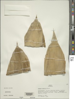 Bambusa textilis image