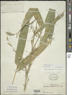 Guadua amplexifolia image
