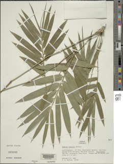 Image of Bambusa textilis