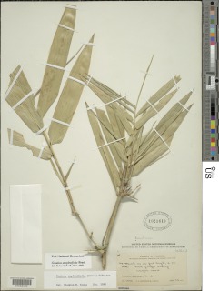 Guadua amplexifolia image