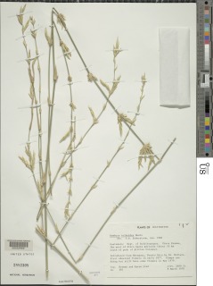 Image of Bambusa tuldoides