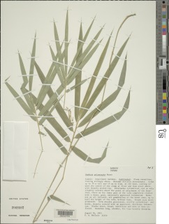 Image of Bambusa polymorpha
