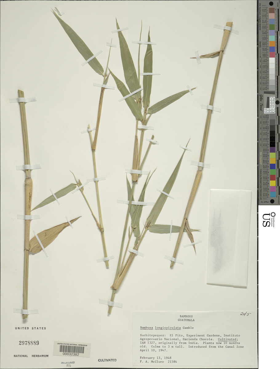 Bambusa longispiculata image