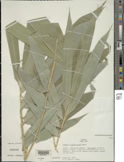 Image of Bambusa longispiculata