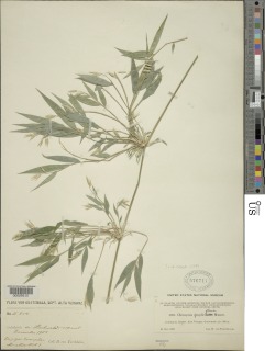 Image of Chusquea simpliciflora