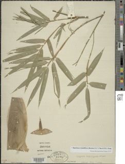 Image of Bambusa remotiflora
