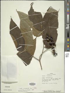 Cordia anisophylla image