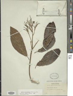 Cordia diversifolia image