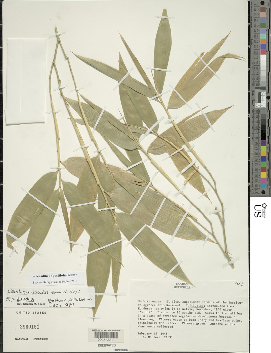 Guadua angustifolia image