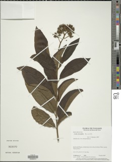 Cordia diversifolia image