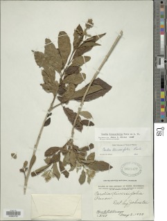 Image of Cordia diversifolia