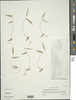 Oxytenanthera abyssinica image