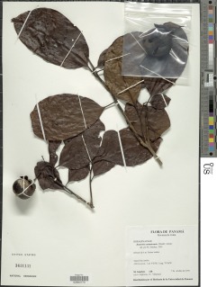 Bourreria costaricensis image