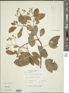 Hilsenbergia petiolaris image