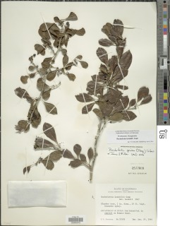 Rochefortia lundellii image