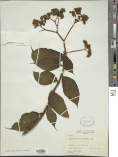 Heliotropium cuspidatum image