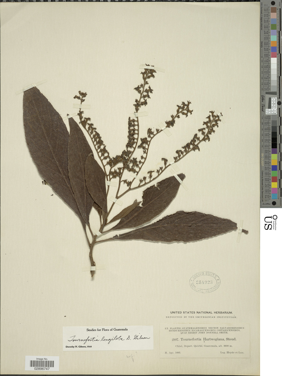 Heliotropiaceae image