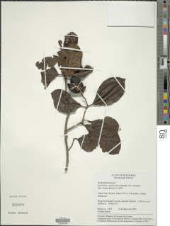 Bourreria costaricensis image