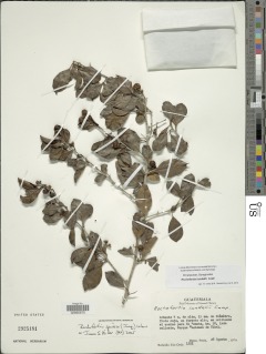 Image of Rochefortia lundellii