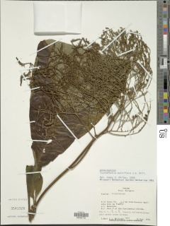 Tournefortia multiflora image