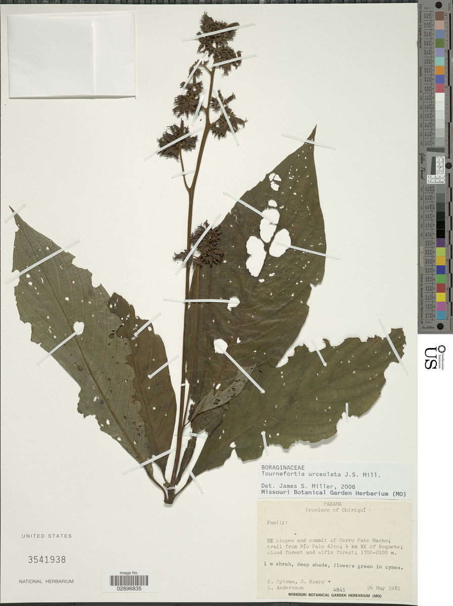 Tournefortia urceolata image