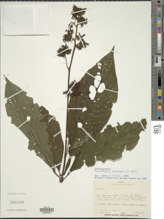 Image of Tournefortia urceolata