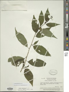 Image of Varronia dichotoma