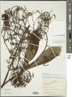 Image of Tournefortia multiflora