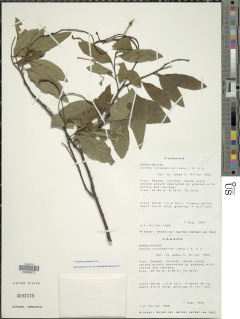 Varronia curassavica image
