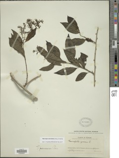 Myriopus maculatus image