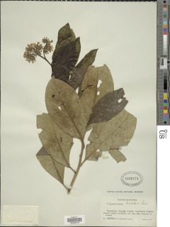 Tournefortia bicolor image