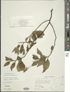 Image of Varronia guanacastensis