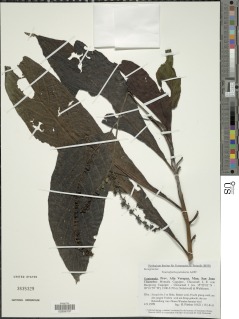 Tournefortia petiolaris image