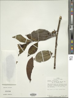 Tournefortia bicolor image