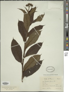 Heliotropium cuspidatum image