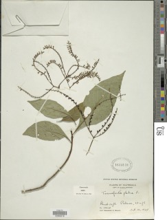 Tournefortia glabra image